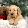 Image of Finley, a Golden Retriever puppy