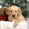 Image of Finley, a Golden Retriever puppy