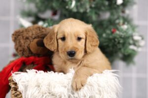 Image of Finley, a Golden Retriever puppy