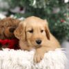 Image of Finley, a Golden Retriever puppy