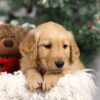 Image of Finley, a Golden Retriever puppy