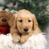 Image of Finley, a Golden Retriever puppy