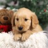 Image of Finley, a Golden Retriever puppy