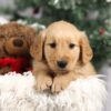 Image of Finley, a Golden Retriever puppy