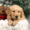 Image of Finley, a Golden Retriever puppy