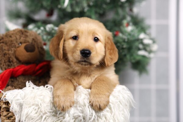 Image of Fletcher, a Golden Retriever puppy