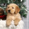 Image of Fletcher, a Golden Retriever puppy