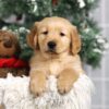 Image of Fletcher, a Golden Retriever puppy