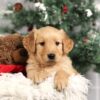 Image of Forrest, a Golden Retriever puppy