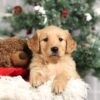 Image of Forrest, a Golden Retriever puppy