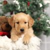 Image of Forrest, a Golden Retriever puppy