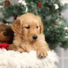 Image of Forrest, a Golden Retriever puppy