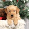 Image of Forrest, a Golden Retriever puppy