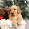 Image of Forrest, a Golden Retriever puppy