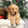 Image of Forrest, a Golden Retriever puppy