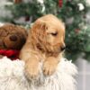 Image of Forrest, a Golden Retriever puppy