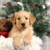 Image of Forrest, a Golden Retriever puppy