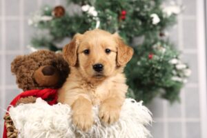 Image of Forrest, a Golden Retriever puppy