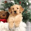 Image of Forrest, a Golden Retriever puppy