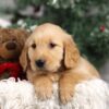 Image of Franco, a Golden Retriever puppy