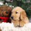 Image of Franco, a Golden Retriever puppy