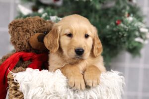 Image of Franco, a Golden Retriever puppy