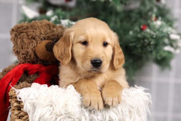 Image of Franco, a Golden Retriever puppy