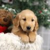 Image of Franco, a Golden Retriever puppy