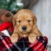 Image of Ginger, a Golden Retriever puppy