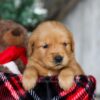 Image of Ginger, a Golden Retriever puppy