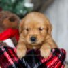 Image of Ginger, a Golden Retriever puppy