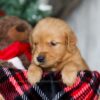 Image of Ginger, a Golden Retriever puppy