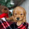 Image of Ginger, a Golden Retriever puppy