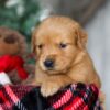 Image of Ginger, a Golden Retriever puppy