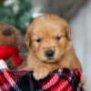 Image of Ginger, a Golden Retriever puppy