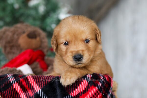 Image of Ginger, a Golden Retriever puppy