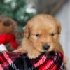 Image of Ginger, a Golden Retriever puppy