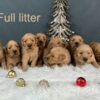 Image of Dec 18 - Rambo x Spring Gold 🎄, a Golden Retriever puppy