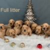 Image of Dec 18 - Rambo x Spring Gold 🎄, a Golden Retriever puppy