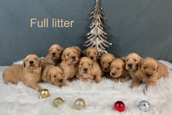 Image of Dec 18 - Rambo x Spring Gold 🎄, a Golden Retriever puppy