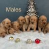 Image of Dec 18 - Rambo x Spring Gold 🎄, a Golden Retriever puppy