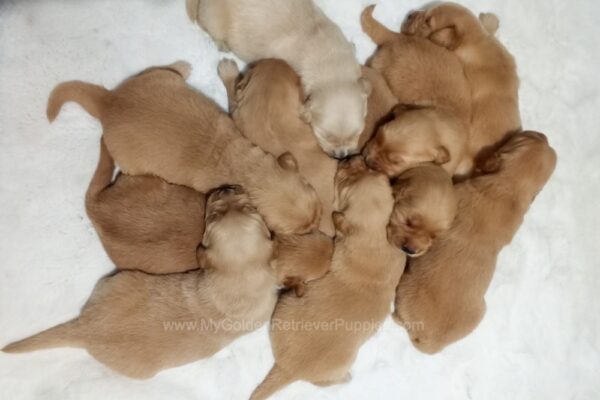 Image of Gunner ❤️ Macy, a Golden Retriever puppy