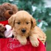 Image of Jenna, a Golden Retriever puppy