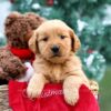 Image of Jenna, a Golden Retriever puppy