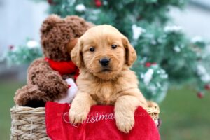 Image of Jenna, a Golden Retriever puppy