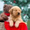 Image of Jenna, a Golden Retriever puppy