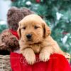 Image of Jenna, a Golden Retriever puppy