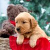 Image of Jenna, a Golden Retriever puppy