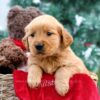 Image of Jenna, a Golden Retriever puppy