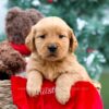 Image of Jenna, a Golden Retriever puppy